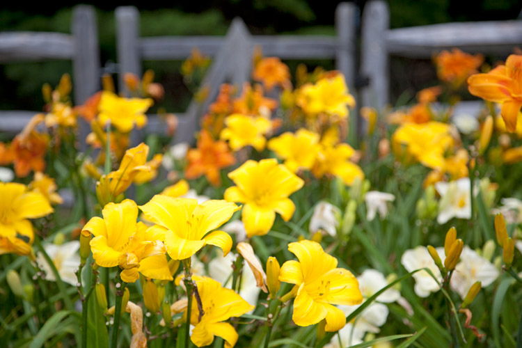 close up of day lilies