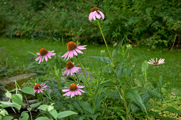Route42_coneflowers_1905