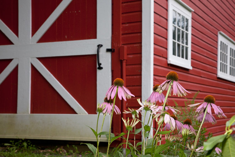 Route42_coneflowers_1913