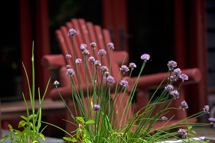 Sands_chives_1791