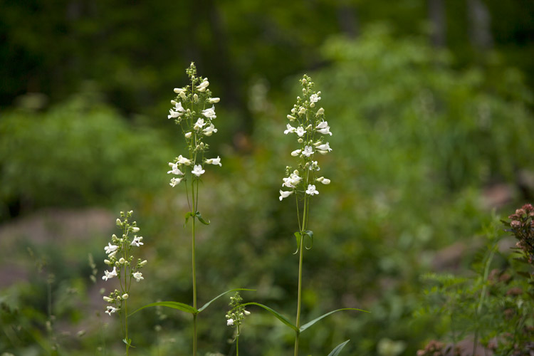Sands_whiteWildflowers_1798