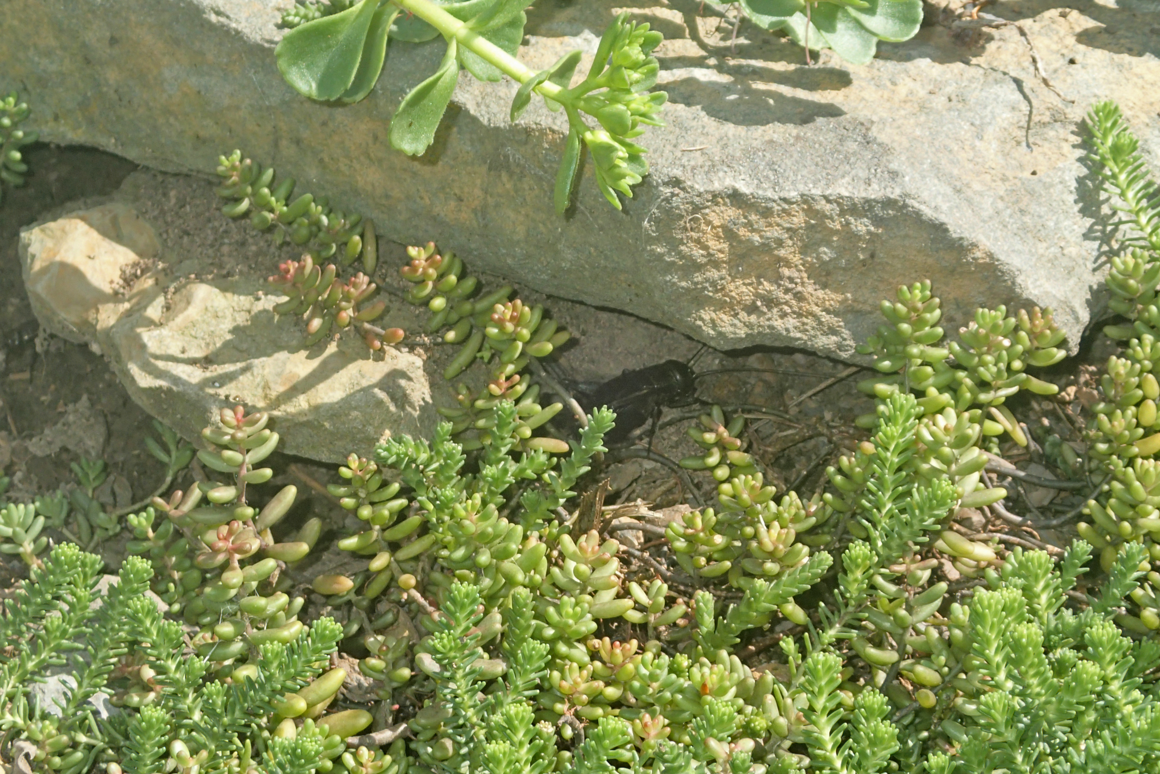 KULandscapes sedum and rocks