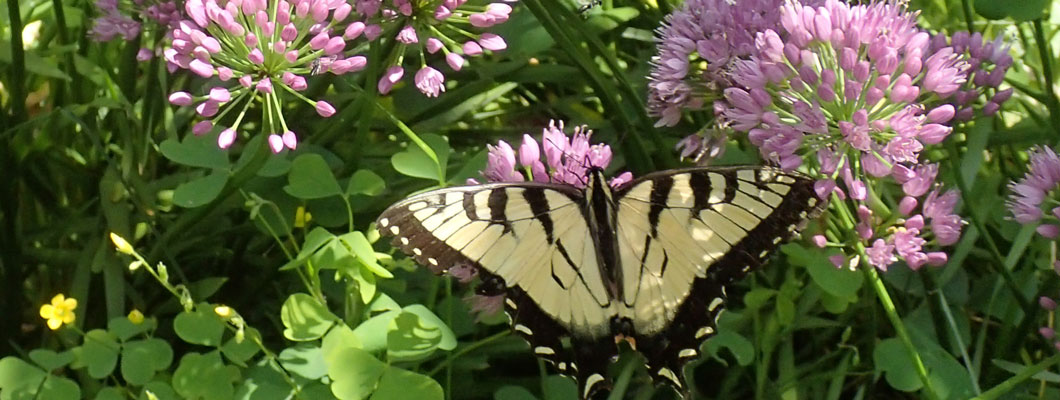 Yellow swallowtail