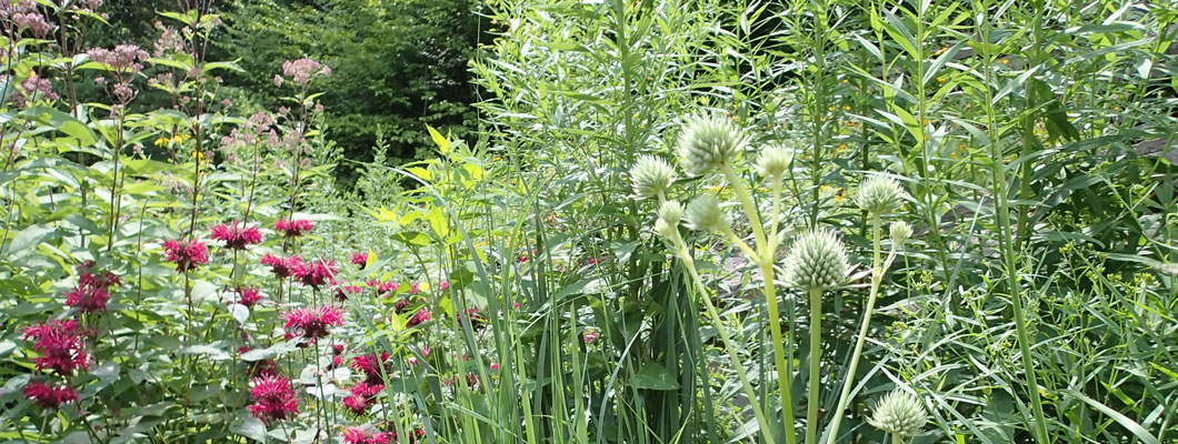 meadow garden with thistles