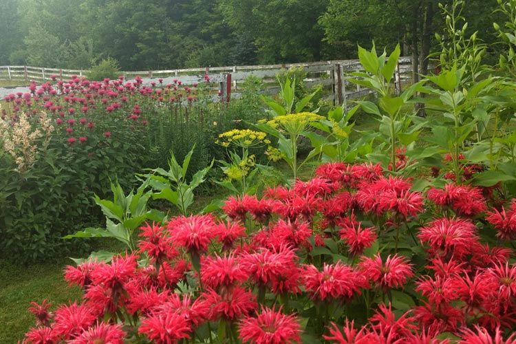 KULandscapes red bee balm
