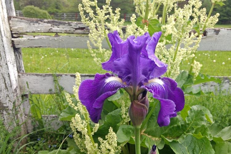 KULandscapes purple iris